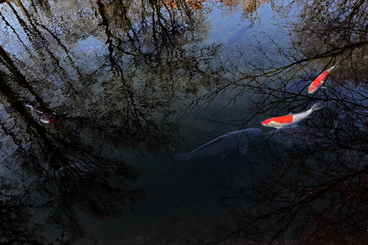 Luca Barovier Slideshow The Photo Distiller Slideshow