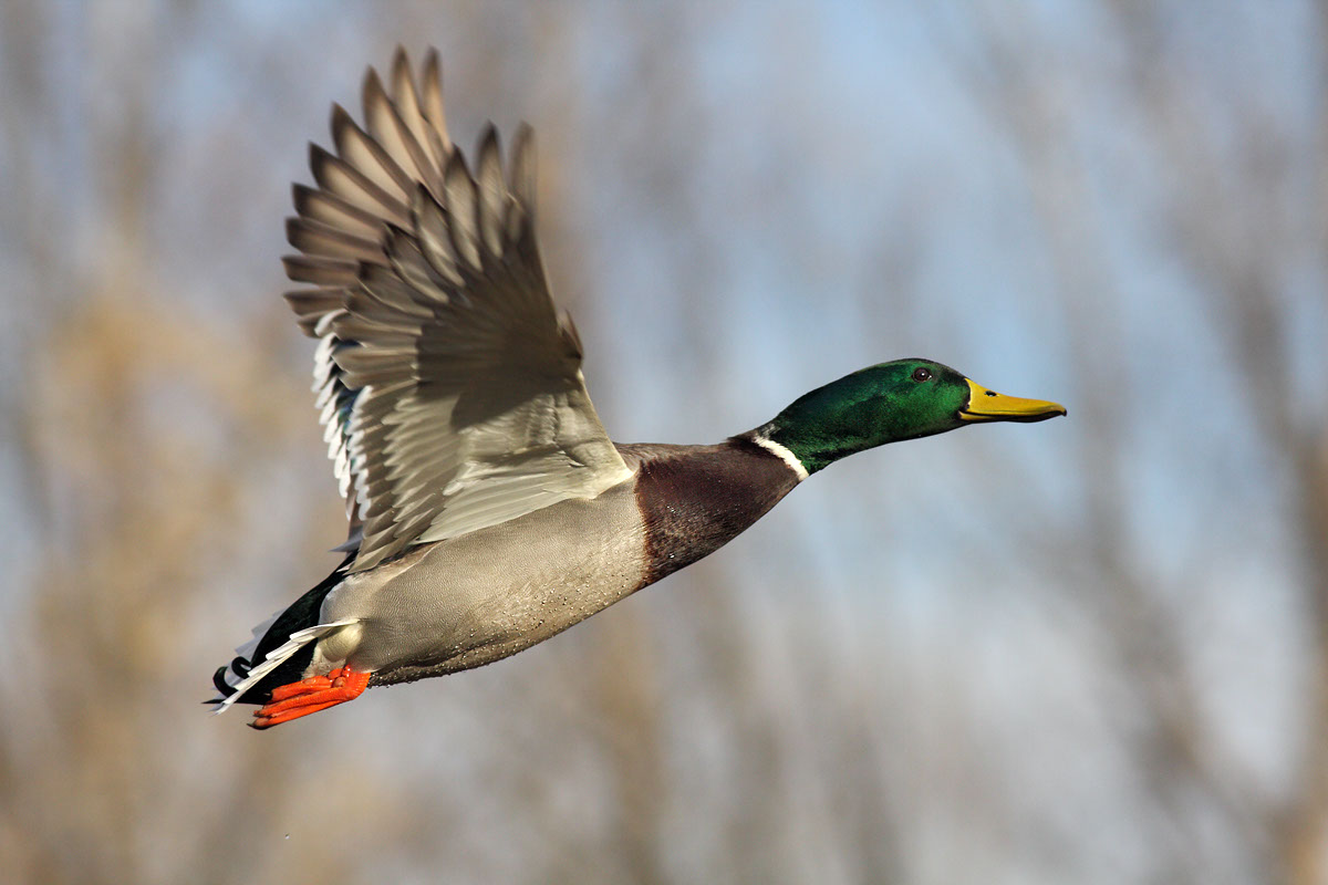 Luca Barovier Slideshow The Photo Distiller Slideshow